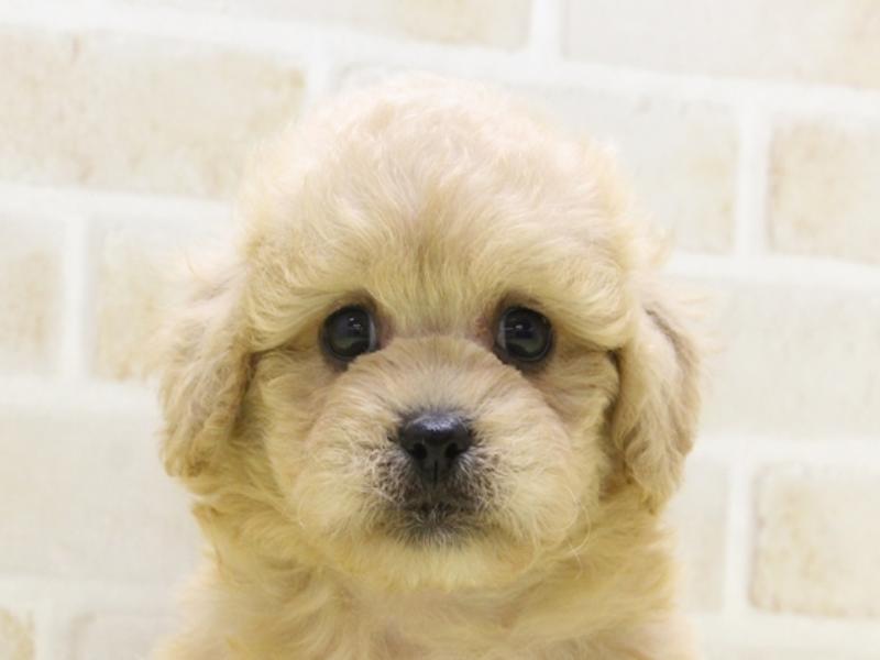 イヌ - 町田多摩境店 | ペッツワン